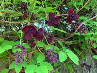Chocolate Clematis Flower seeds for Planting - Compact Growth, Heirloom & GMO Free Seeds for Home Garden