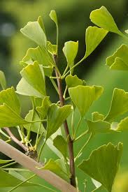 Green Maidenhair Flower Seeds for Planting Garden Favorite Heirloom & GMO Free Seeds for Home Garden
 
 Sale