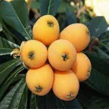 Orange Loquat Medlar Fruit Tree Seeds for Planting