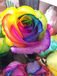 Blue MultiColor Rose Flower Seeds for Planting Cut Flower Favorite Heirloom & GMO Free Seeds for Home Garden
 
 Sale