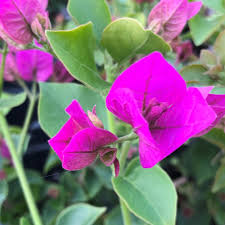 Violet Bougainvillea Seeds Flower seeds for Planting Seasonal Bloomer Heirloom & GMO Free Seeds for Home Garden