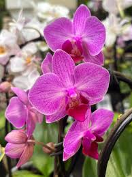 Purple Butterfly Orchid Flower seeds for Planting - Perfect for Borders, Heirloom & GMO Free Seeds for Home Garden