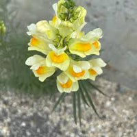 Toadflax Flower seeds for Planting Shade Tolerant Heirloom & GMO Free Seeds for Home Garden