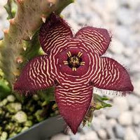 Burgundy Stapelia for Planting Fragrant Blossoms Heirloom & GMO Free Seeds for Home Garden
 
 Sale