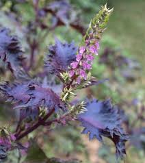 Purple Perilla Flower seeds for Planting - Cottage Garden Essential, Heirloom & GMO Free Seeds for Home Garden
