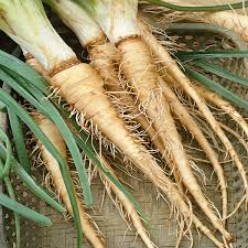 Brown Mammoth Vegetable Seeds for Planting