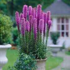 Violet Gayfeather Flower Seeds - Flower seeds for Planting - Fragrant Blossoms, Heirloom & GMO Free Seeds for Home Garden