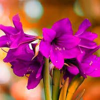 Violet Amaryllis Flower seeds for Planting Shade Tolerant Heirloom & GMO Free Seeds for Home Garden