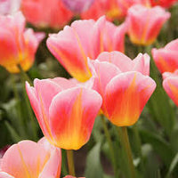 Yellow & Pink F Tulip lower seeds for Planting - Perfect for Borders, Heirloom & GMO Free Seeds for Home Garden
