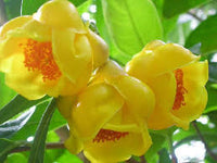 Golden Camellia Flower seeds for Planting - Seasonal Bloomer, Heirloom & GMO Free Seeds for Home Garden