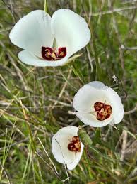 Calochortus Flower seeds for Planting - Bright Blooms, Heirloom & GMO Free Seeds for Home Garden
