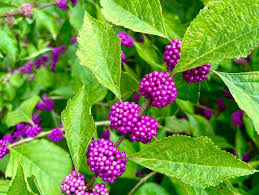 Violet Callicarpa Flower seeds for Planting - Hardy Variety, Heirloom & GMO Free Seeds for Home Garden
