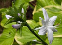 Hosta Flower seeds for Planting - Drought Tolerant, Heirloom & GMO Free Seeds for Home Garden