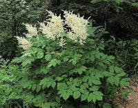 Aruncus Dioicus Flower seeds for Planting Long Bloom Season Heirloom & GMO Free Seeds for Home Garden