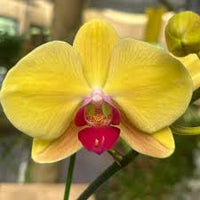 Green Pink Phalaenopsis Orchid Flower seeds for Planting Drought Tolerant Heirloom & GMO Free Seeds for Home Garden 
 
 Sale