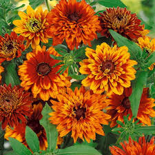 Orange Cherokee Flower seeds for Planting - Premium Quality, Heirloom & GMO Free Seeds for Home Garden