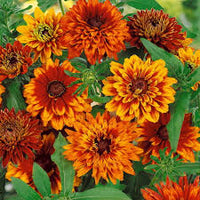 Orange Cherokee Flower seeds for Planting - Premium Quality, Heirloom & GMO Free Seeds for Home Garden