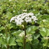 Scotch Lovage (Ligusticum scoticum) Flower seeds for Planting - Wildflower Mix, Heirloom & GMO Free Seeds for Home Garden