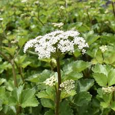 Scotch Lovage (Ligusticum scoticum) Flower seeds for Planting - Wildflower Mix, Heirloom & GMO Free Seeds for Home Garden