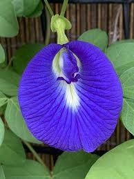 Clitoria Flower seeds for Planting Bright Blooms Heirloom & GMO Free Seeds for Home Garden 
 
 Sale