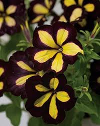 Black Yellow Petunia Flower seeds for Planting Perfect for Borders Heirloom & GMO Free Seeds for Home Garden