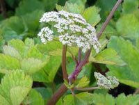 Scotch Lovage (Ligusticum scoticum) Flower seeds for Planting - Wildflower Mix, Heirloom & GMO Free Seeds for Home Garden
