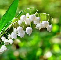 Heirloom Bell Orchid Flower seeds for Planting Fragrant Blossoms Heirloom & GMO Free Seeds for Home Garden