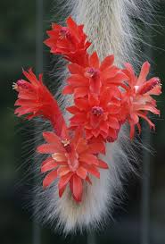 Cleistocactus Colademononis Flower seeds for Planting - Drought Tolerant, Heirloom & GMO Free Seeds for Home Garden