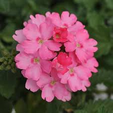 Pink Cascading Flower seeds for Planting - Seasonal Bloomer, Heirloom & GMO Free Seeds for Home Garden
