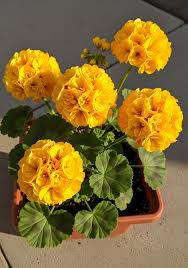 Thick Yellow Geranium Flower seeds for Planting - Garden Favorite, Heirloom & GMO Free Seeds for Home Garden