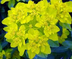 Yellow Euphorbia Polychroma Flower seeds for Planting - Wildflower Mix, Heirloom & GMO Free Seeds for Home Garden
