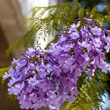 Jacaranda Flower Seeds for Planting  Create a Vibrant Garden
