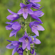 Bell Flower seeds for Planting Cottage Garden Essential Heirloom & GMO Free Seeds for Home Garden