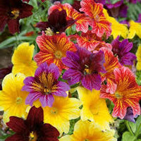 Salpiglossis Flower Planting Seeds Mixed