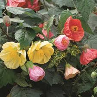 Abutilon Flower seeds for Planting Premium Quality Heirloom & GMO Free Seeds for Home Garden