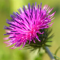 Pink Arctium Lappa Flower seeds for Planting - Low Maintenance, Heirloom & GMO Free Seeds for Home Garden