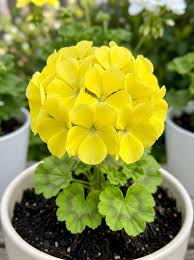 Thick Yellow Geranium Flower seeds for Planting - Garden Favorite, Heirloom & GMO Free Seeds for Home Garden