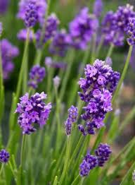 Lavender Flower seeds for Planting Wildflower Mix Heirloom & GMO Free Seeds for Home Garden