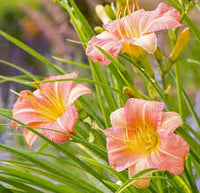 Pink Cream Hemerocallis Flower Seeds for Planting Wildflower Mix Heirloom & GMO Free Seeds for Home Garden
 
 Sale