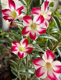 Heirloom Adenium Flower seeds for Planting Hardy Variety Heirloom & GMO Free Seeds for Home Garden