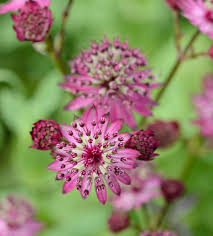 Purple Astrantia Masterwort Flower seeds for Planting - Perfect for Borders, Heirloom & GMO Free Seeds for Home Garden