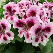 Violet White Geraniums Flower Seeds for Planting Shade Tolerant Heirloom & GMO Free Seeds for Home Garden
 
 Sale
