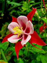 Orange White Aquilegia Flower Seeds for Planting Pollinator Friendly Heirloom & GMO Free Seeds for Home Garden
 
 Sale