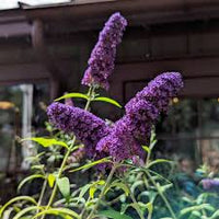 Blue Buddleia Butterfly Bush Flower seeds for Planting - Cut Flower Favorite, Heirloom & GMO Free Seeds for Home Garden