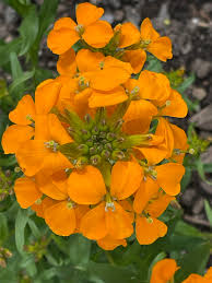 Erysimum Flower seeds for Planting Wildflower Mix Heirloom & GMO Free Seeds for Home Garden 
 
 Sale