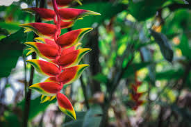 Heirloom Heliconia Wagneriana Flower seeds for Planting Low Maintenance Heirloom & GMO Free Seeds for Home Garden