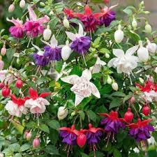Red Light Pink Double Petals Fuchsia Seeds for Planting Garden Favorite Heirloom & GMO Free Seeds for Home Garden
 
 Sale