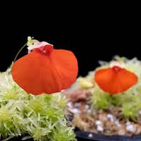 Orange Utricularia Flower seeds for Planting - Seasonal Bloomer, Heirloom & GMO Free Seeds for Home Garden