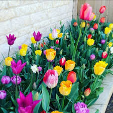 Light Yellow Tulip Flower Seeds – Wildflower Mix Heirloom & NonGMO Seeds for Home Garden
 
 Sale