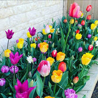 Light Yellow Tulip Flower Seeds – Wildflower Mix Heirloom & NonGMO Seeds for Home Garden
 
 Sale